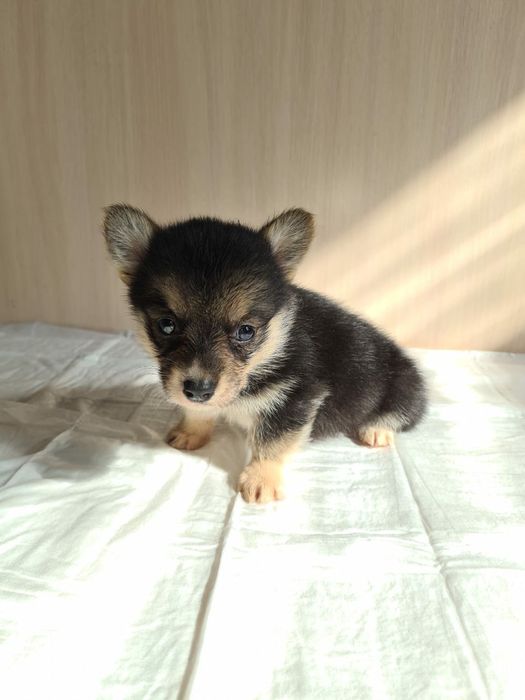 Продам щенков вельш корги пемброк