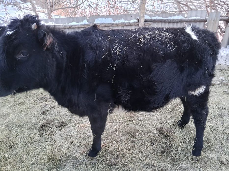 Продам телочек!?