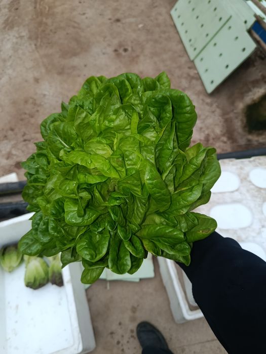 Роман босстн айсберг лалит гидропоники узимзда етиштирилган етказиб