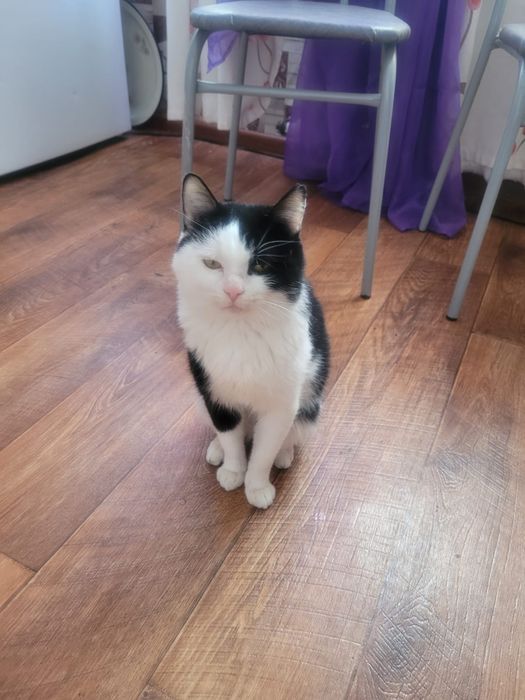 Отдам молодого котика в добрые руки