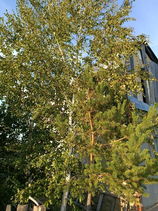 Дача в обществе "Елочка" 1480