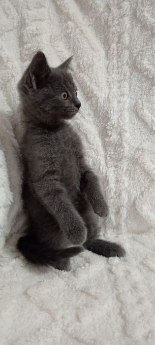 Милая кошечка. Отдадим в добрые ручки.