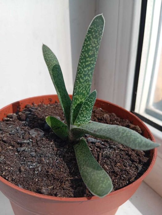 Алоэ, гастерия килеватая