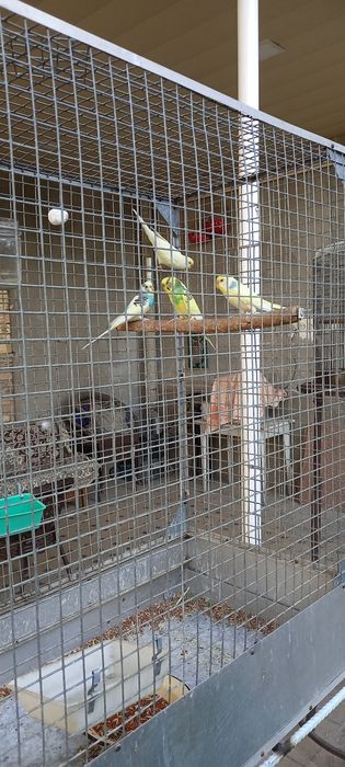 Volnistiy popugay sotiladi