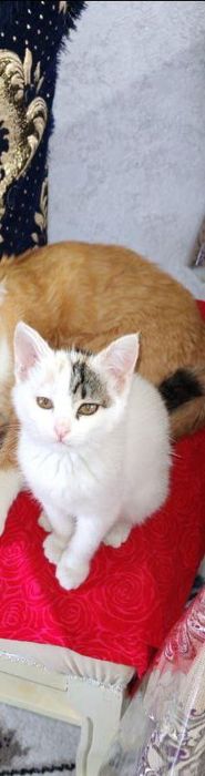 Отдам кошек .МУШУК безплатно