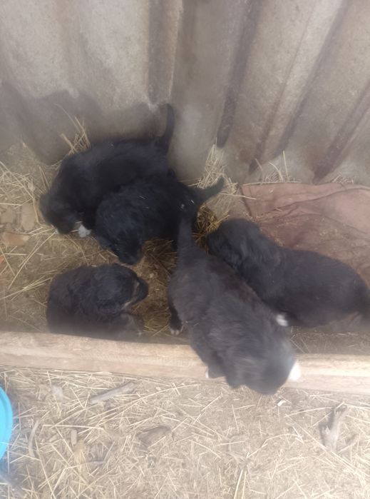 Даром щенята хорошие