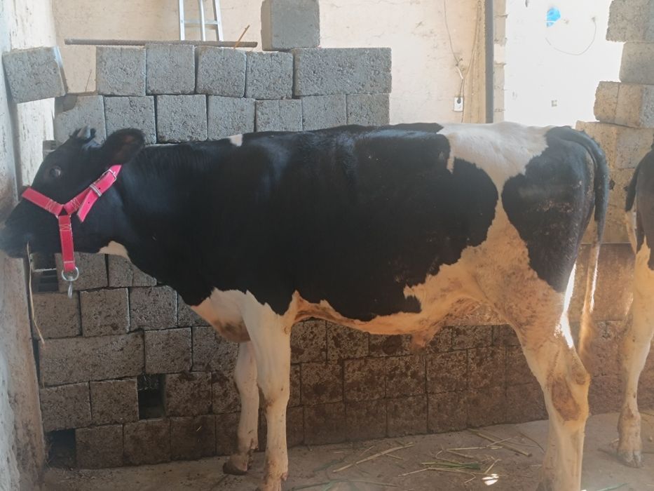 Буқалар сотилади!