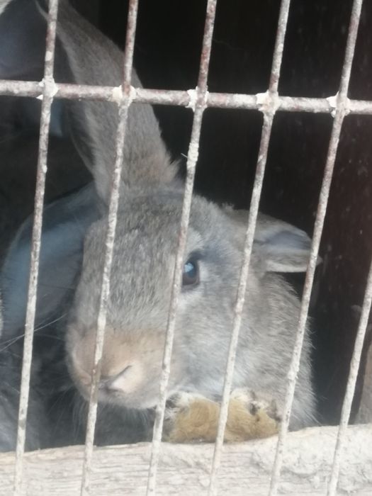 Iepuri  de rasă pura