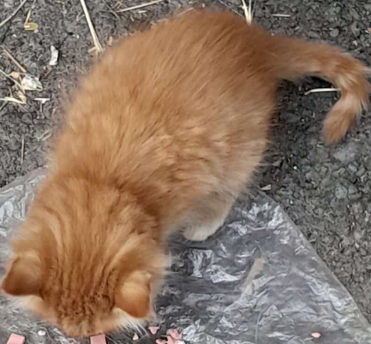 Отдаем любящим и добрым