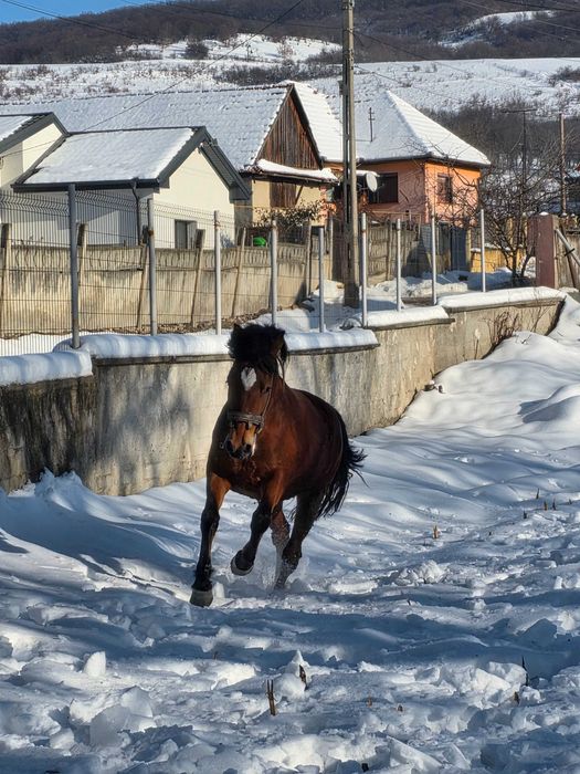 Vând mânză de 2 ani