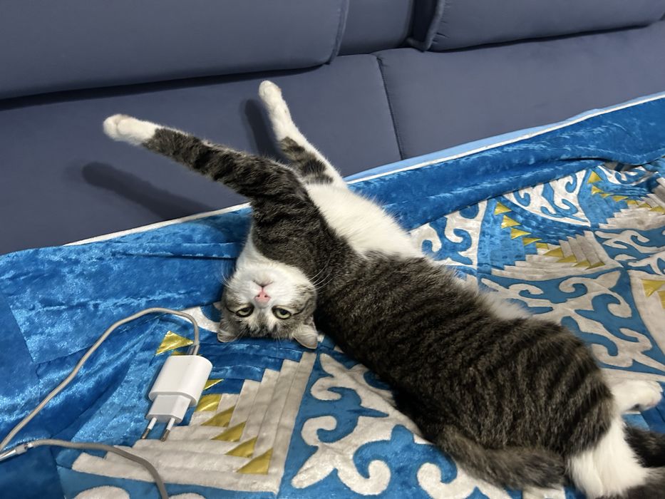 Отдам котенка даром