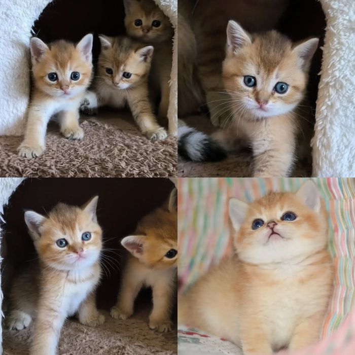 Котята золотая шиншилла!