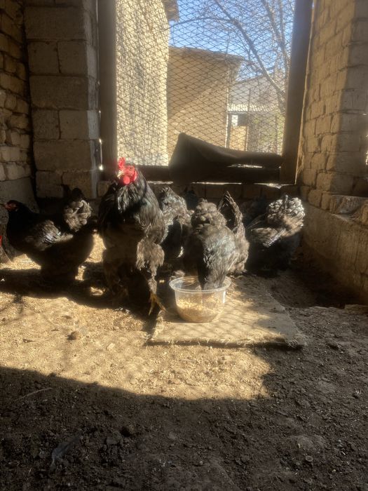 Браммы семейками