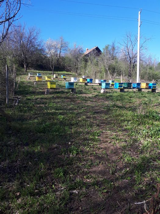 Продавам мед натурален