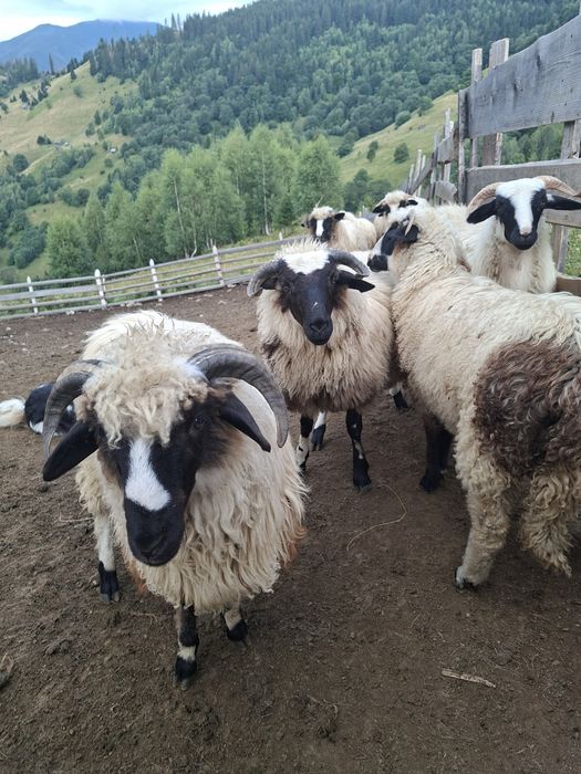 Vând 50 berbecuț si 8 mieluțe breze