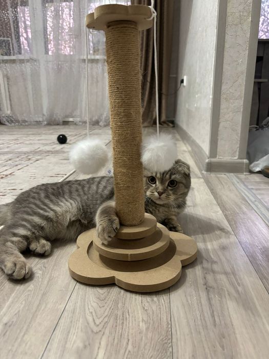 Веслаухая кошка  50к