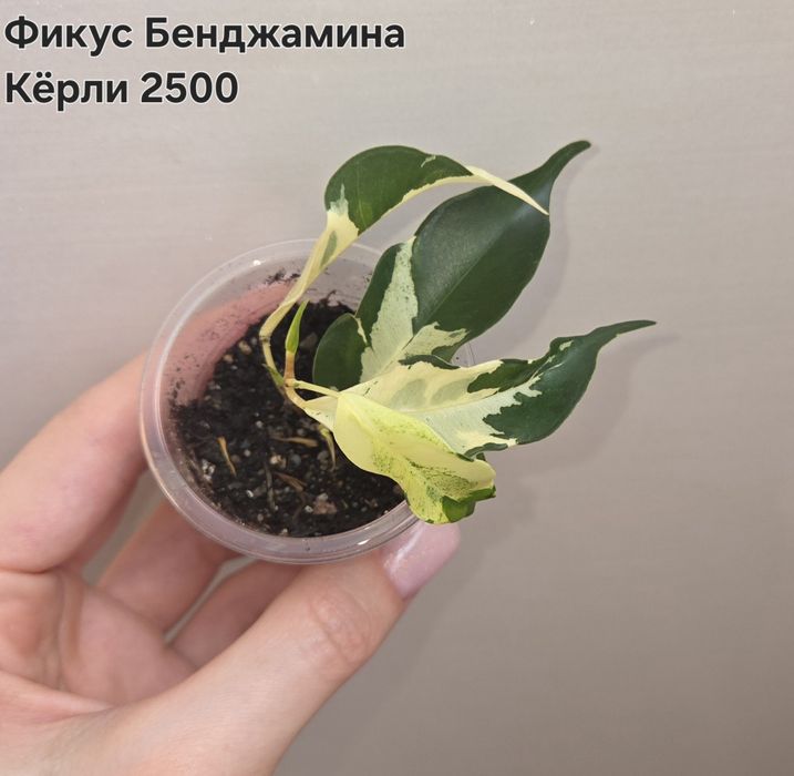 Комнатные растения Темиртау