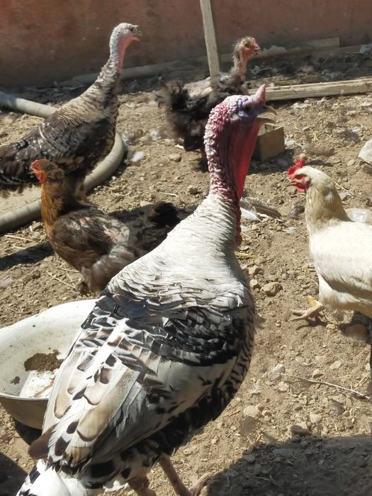 Продам крупного индюка