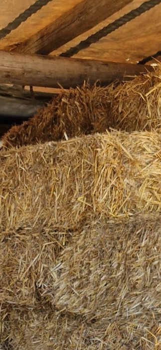 Vând baloti paie de ovăz