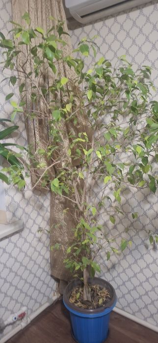 Цветок большое дерево