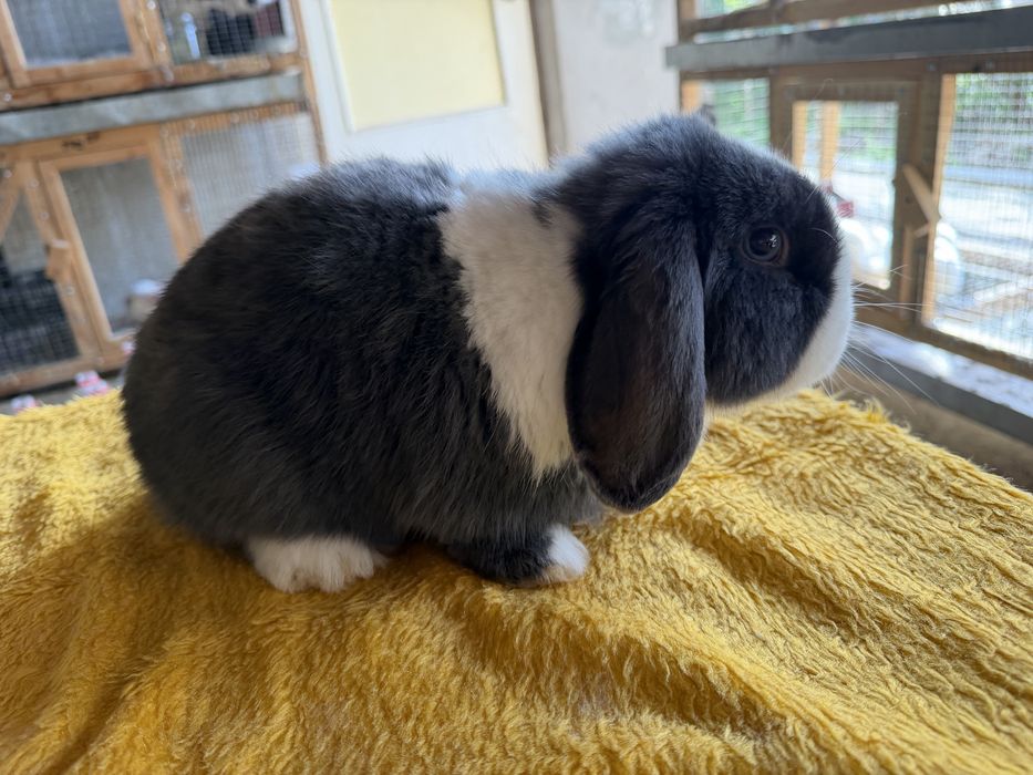 Минилоп сплинт куён quyon