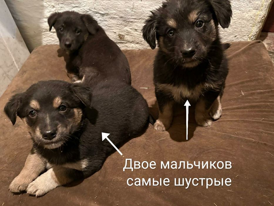 Отдам в добрые руки щенят