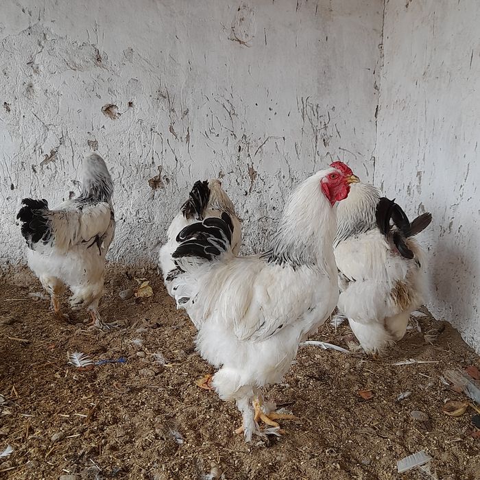 Brama Gigant xorozlar yeb ichiwi zór