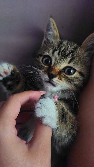 Красивые котята!