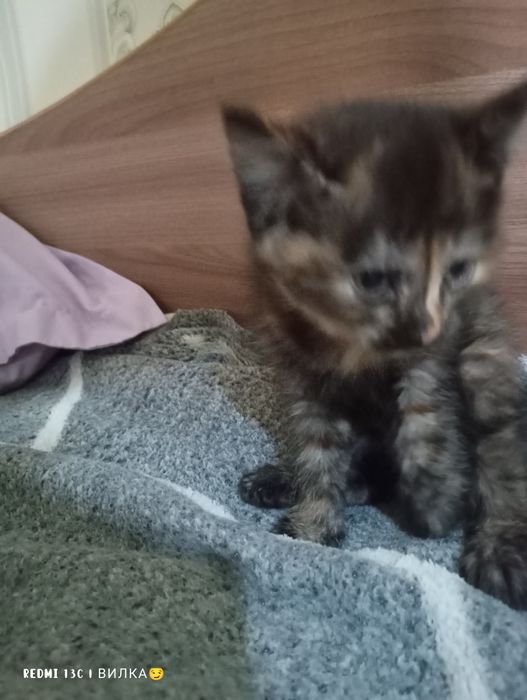 Котята в добрые и любящие руки  руки