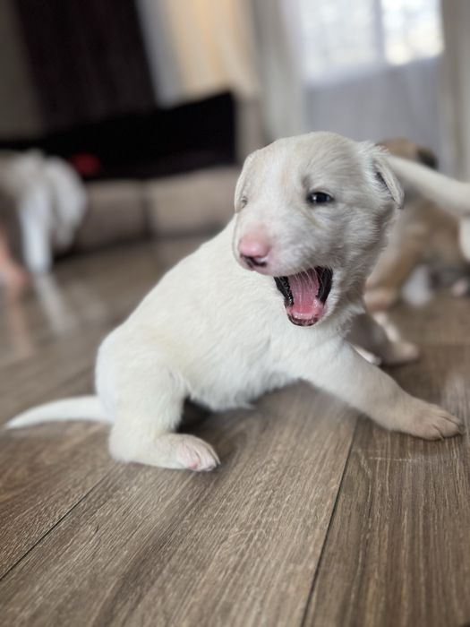 Щенки / щенок / собачки