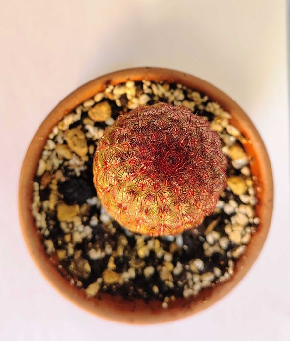 Cactus Curcubeu foarte rar in culori de verde,rosu,alb si galben