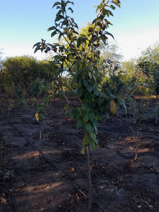 Pomi  fructiferi  mari an 3