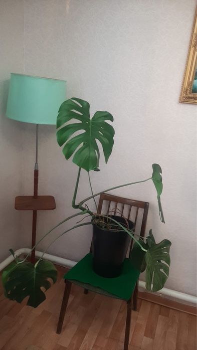 Комнатные растения. Монстера