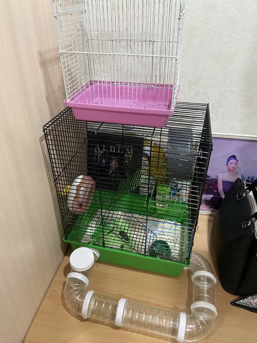 продам хомяков с клеткой