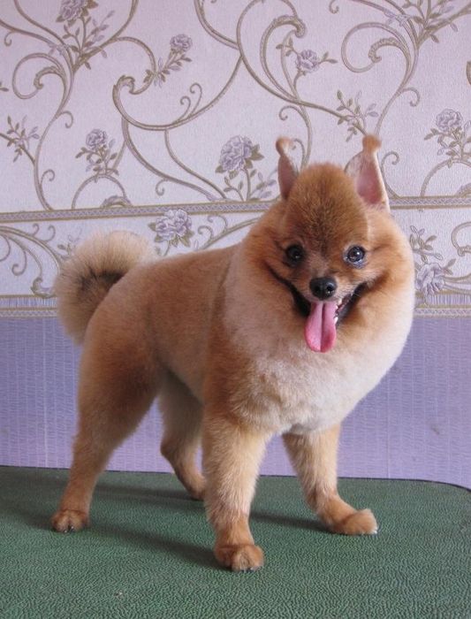 Профессиональная стрижка собак