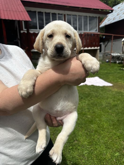 Catelusa Labrador