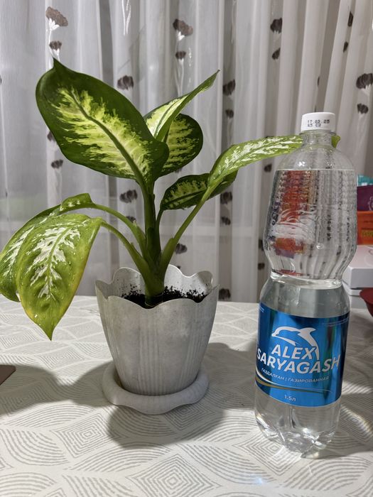 Диффенбахия продам