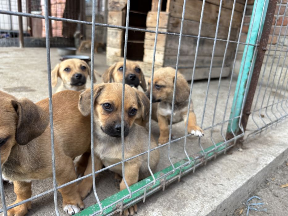 Donez cățeluși adorabili