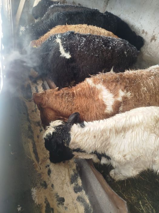 Бычки продам мощные