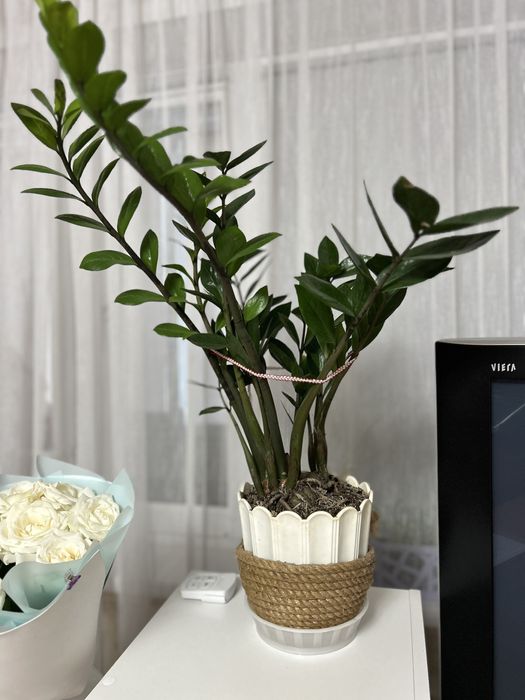 Замиокулькас, долларовое дерево.