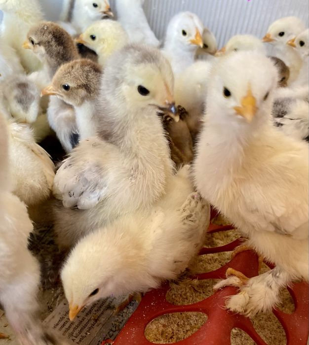 Pui de Brahma rasă pură de vânzare!