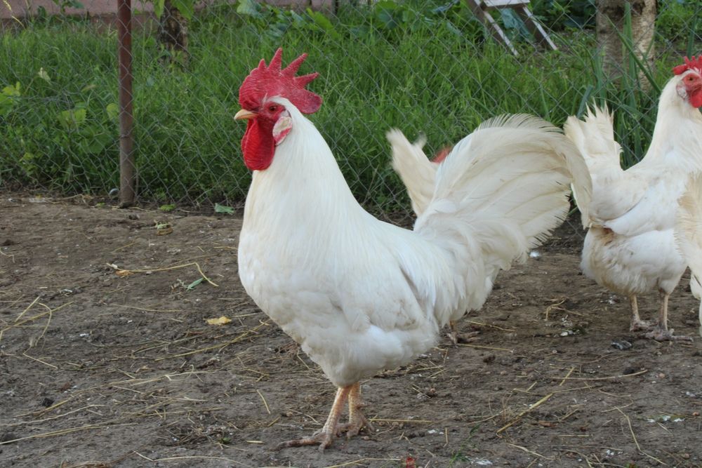 Puișori rasa Leghorn