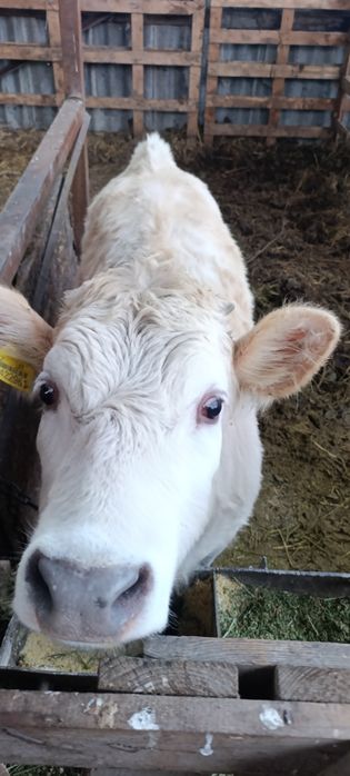 Продам молодую телку