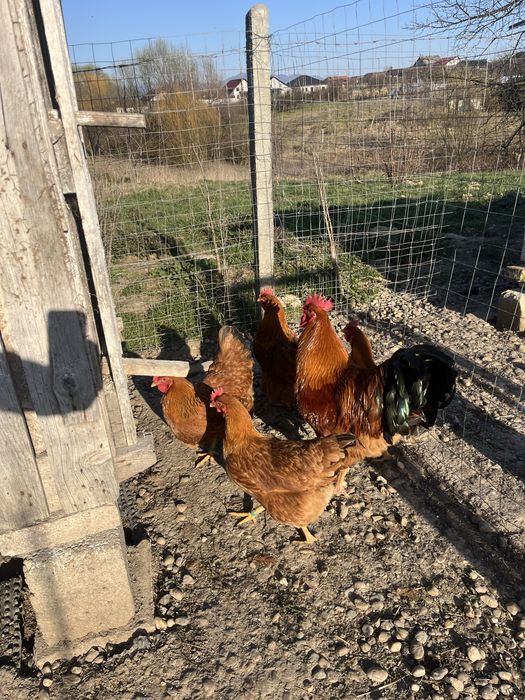 Oua de new hampshire de incubat