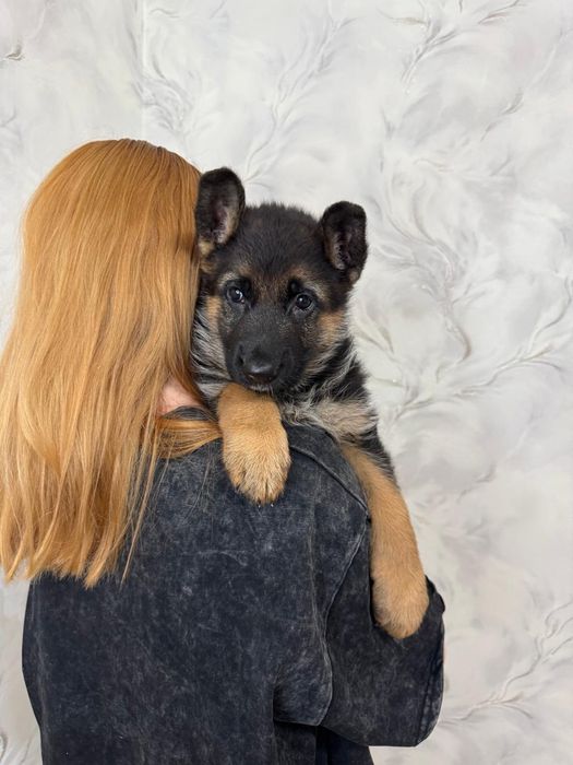 Щенок немецкой овчарки шоу