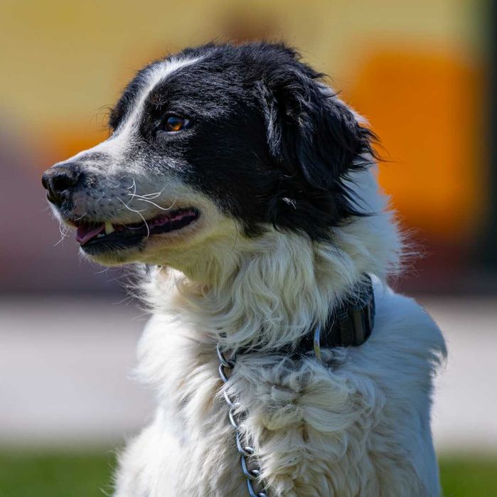 Собака (4 года) в добрые руки