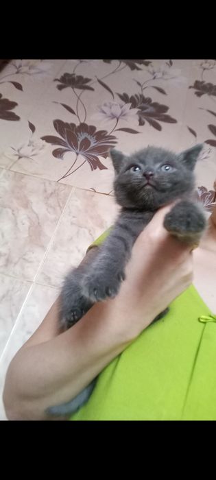 Британский Мальчик 1 месяц 2 недели.