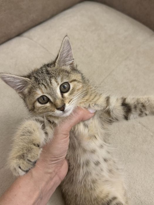 Котенок 1,5 месяца