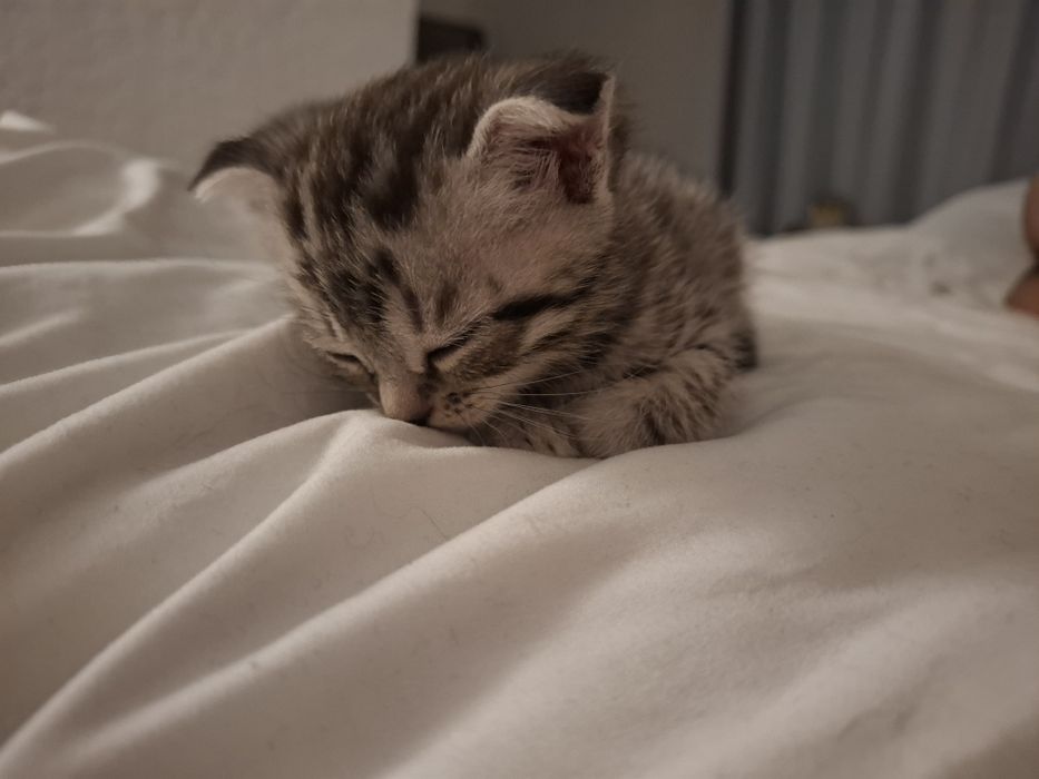 Котёнок шотландский вислоухий