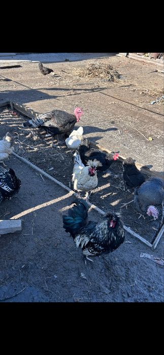 Продам индюка и две индюшки